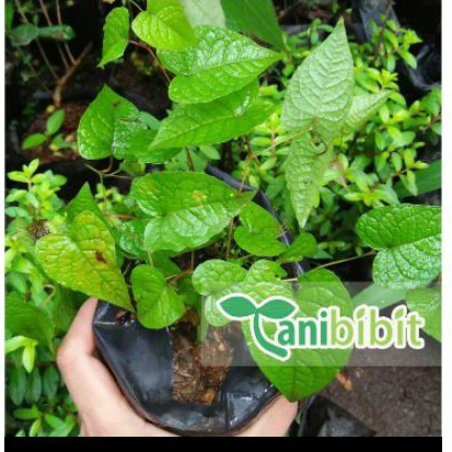 Bibit Pohon Bunga Air Mata Pengantin - Bunga Air Mata Pengantin(Pink)