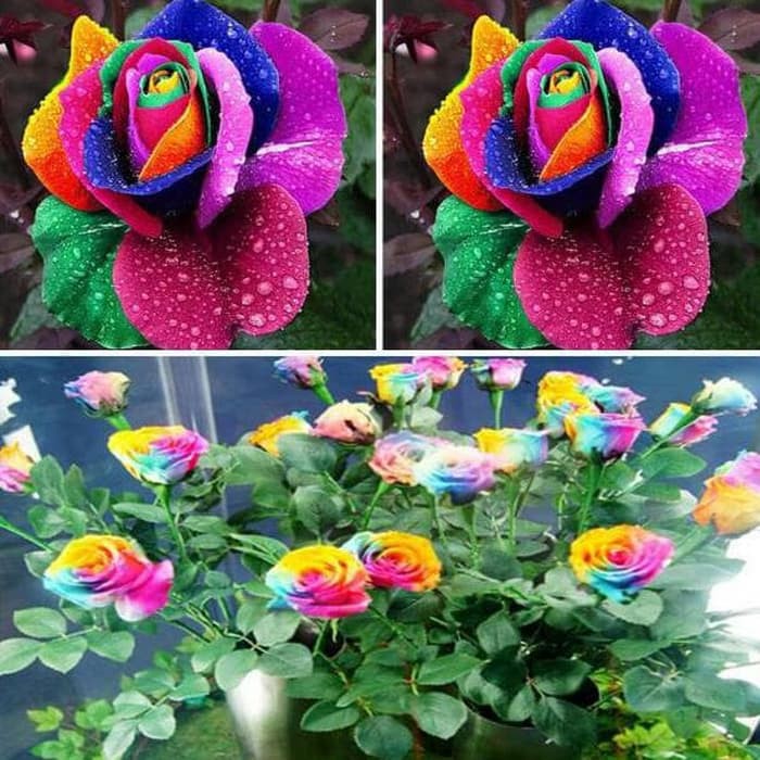 Biji benih bunga mawar pelangi Rainbow import / 2 biji