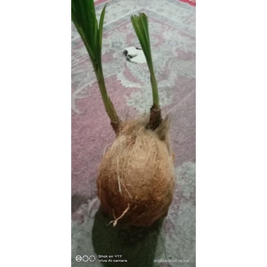 PROMO pertengahan tahun bonkla tunas 2/kembar2/ Kelapa cabang2
