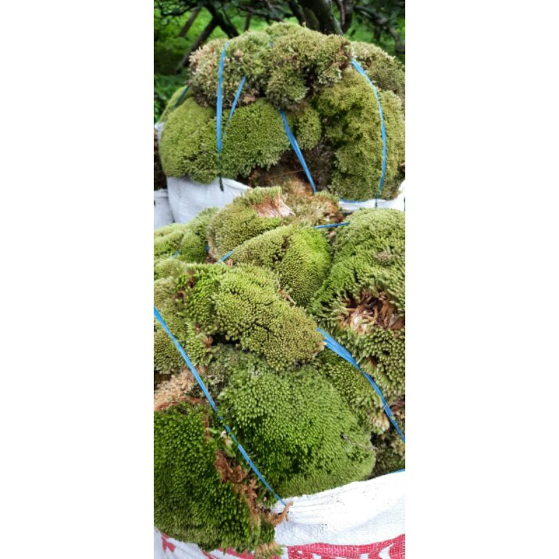 living moss, lumut hidup, forest moss 1 kg