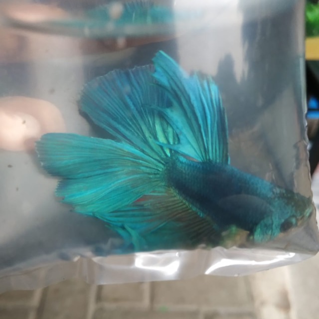 Ikan cupang hias halfmoon