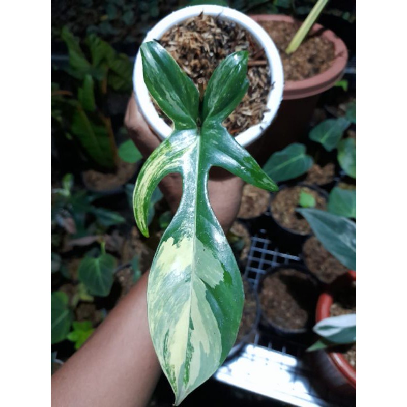 FLORIDA BEAUTY/PHILODENDRON FLORIDA BEAUTY