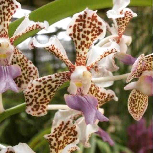 Anggrek Vanda Tricolor Dewasa | Vanda Tricolour Dewasa Siap Bunga