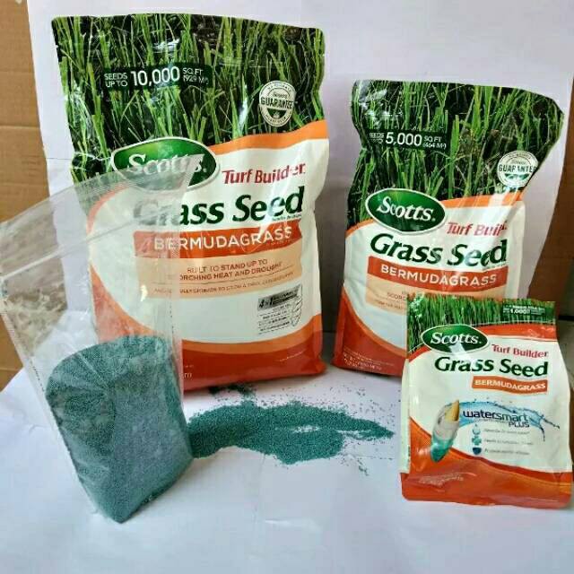 PROMO 100 GRAM Biji rumput jepang - benih rumput jepang - bibit rumput jepang - bibit