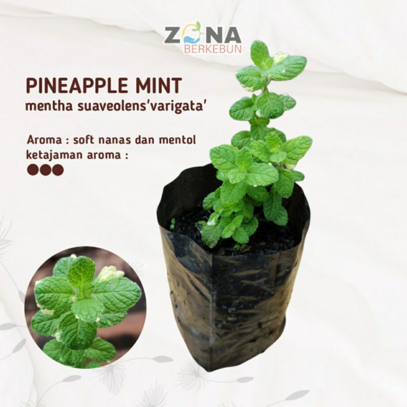 Bibit Pineapple Mint / Mint Nanas / Tanaman Daun Mint / Tanaman Herbal Mint