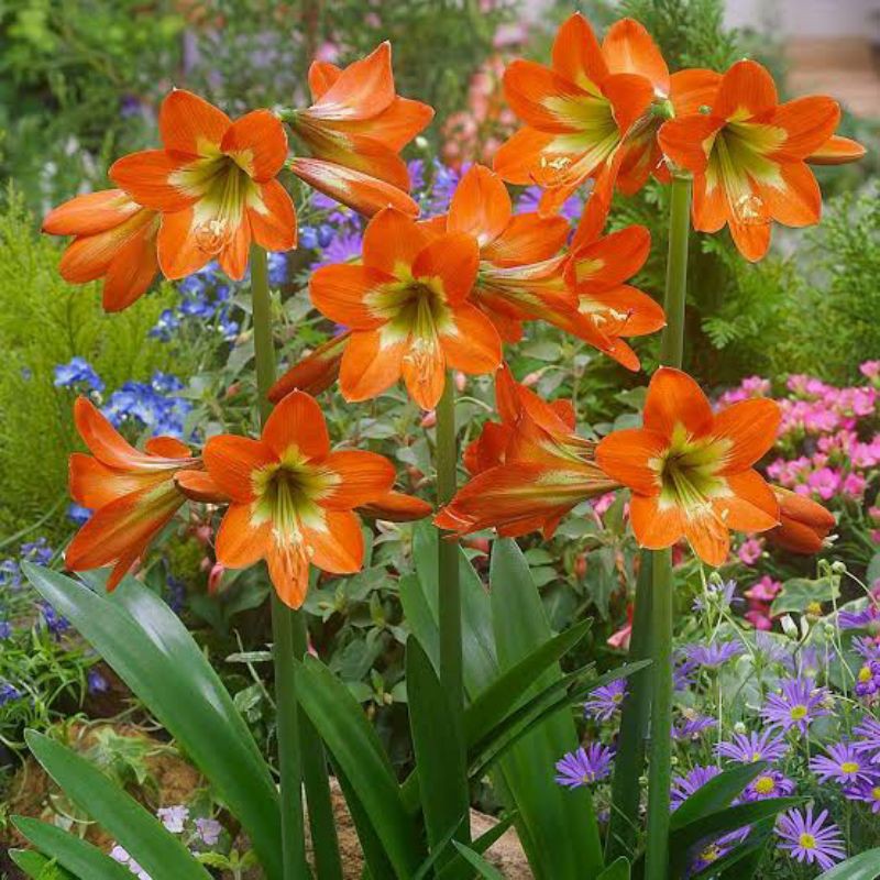 1 Kilo Umbi Bunga Bunga Amarilis Orange free 10 sedap malam