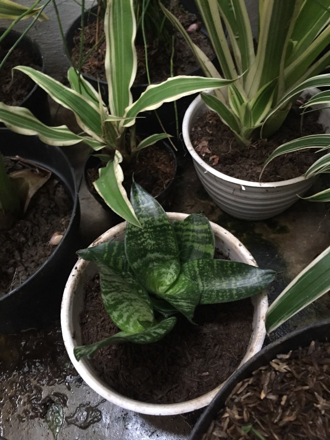 Sanseviera Moon Shine Lidah Mertua Mousen Tanaman Indoor - Nabata