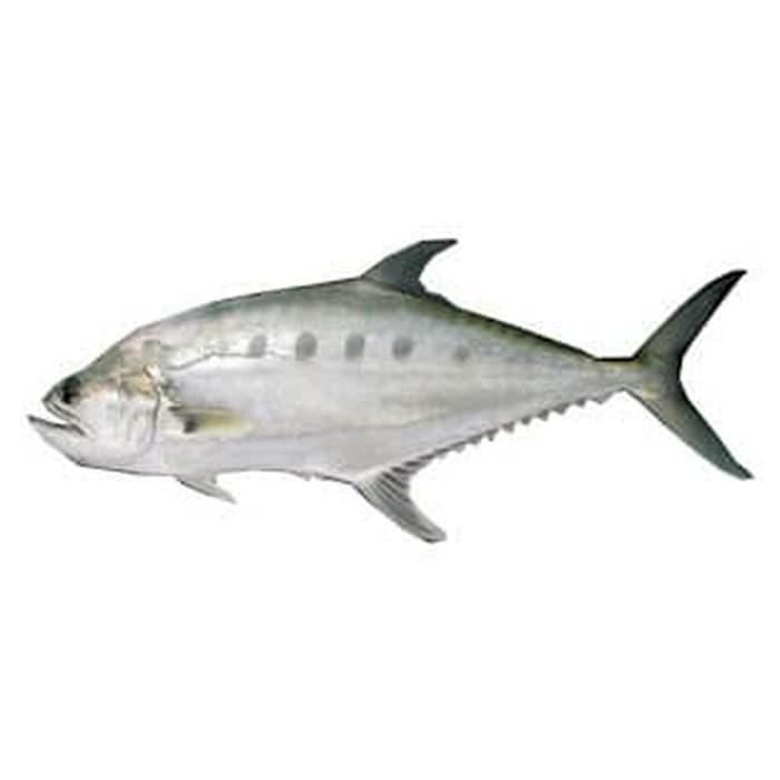 

Ikan Talang size besar, 1-2 kg per ekor /Queenfish/ Skinny Fish/