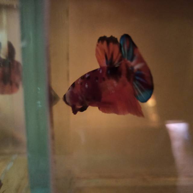 Ikan Cupang Nemo Galaxy