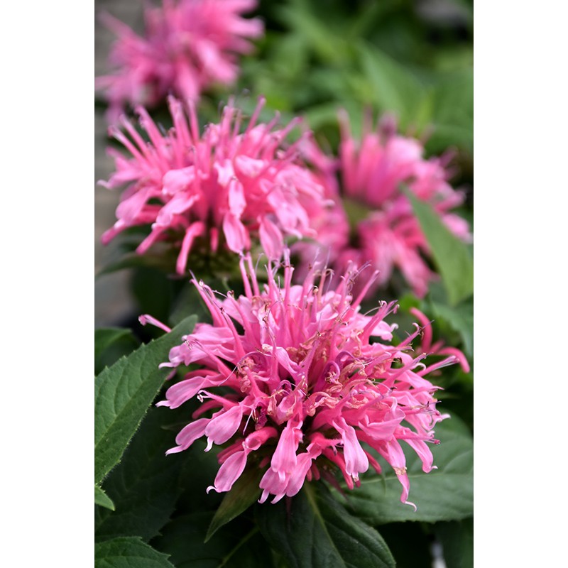 Benih Bibit Biji - Wild Bergamot Bee Balm Medical Herb Seeds - IMPORT