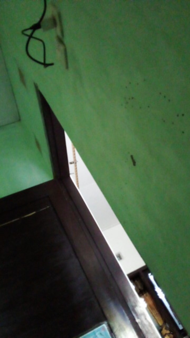 50 Benih Kemangi Repack