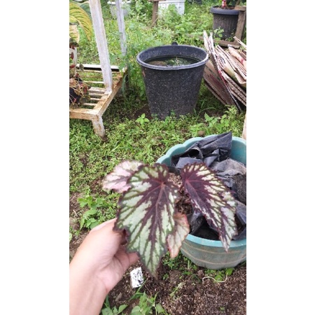 begonia helen tupai, begonia coklat runcing, begonia murah, begonia rimbun, begonia catik, begonia u