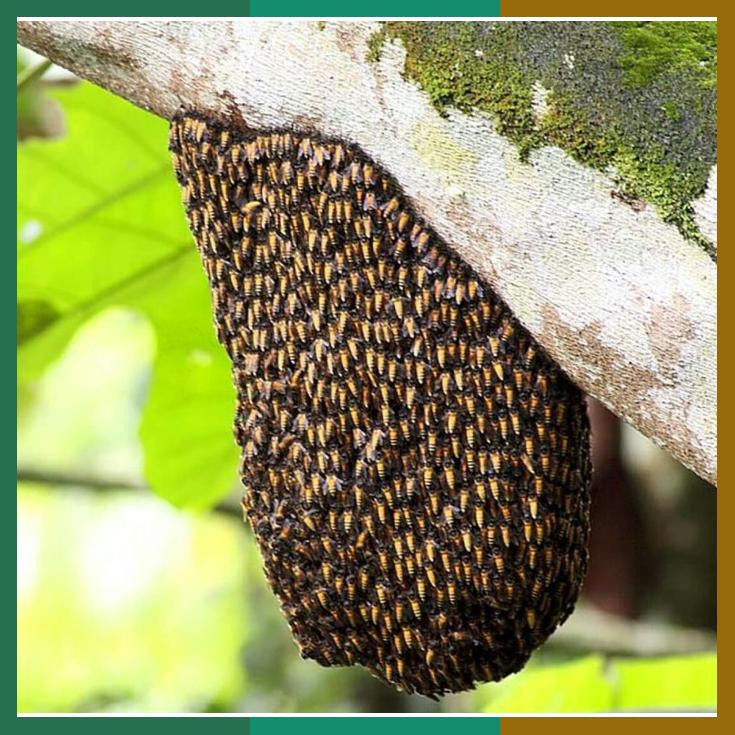 

Madu Hitam Pahit Super Isi Bersih 1Kg