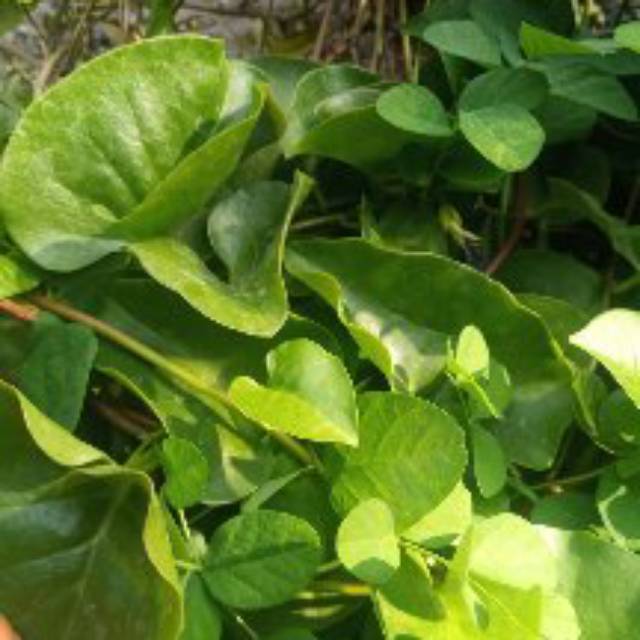 

Daun binahong segar 250f