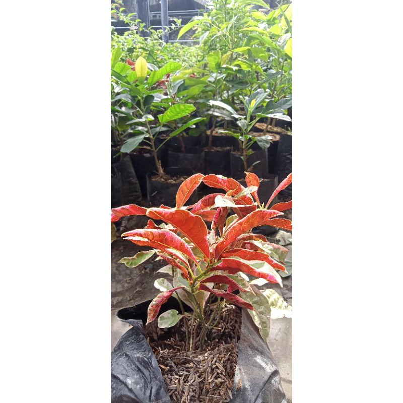 

bibit bunga sambang darah