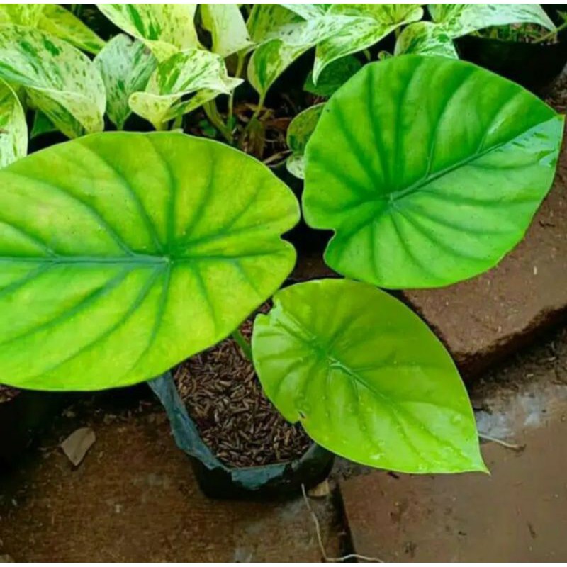 Keladi Alocasia tengkorak hijau