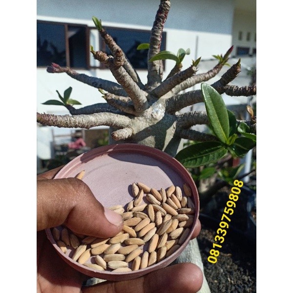 biji adenium godji emerald tank x