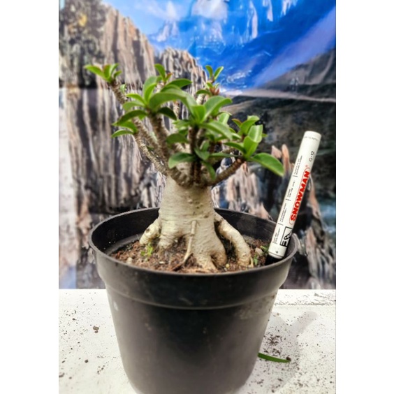Adenium Arabicum Hybrid
