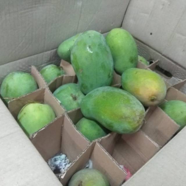 

mangga harum manis Mp/masak pohon 10 kg