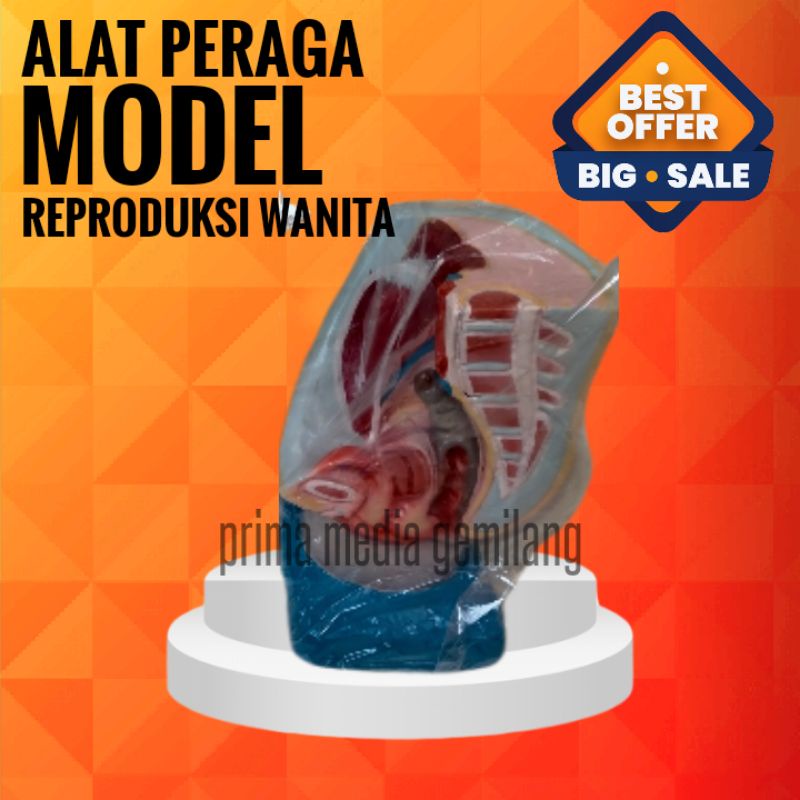 

MODEL REPRODUKSI WANITA/TORSO REPRODUKSI/ALAT PERAGA IPA