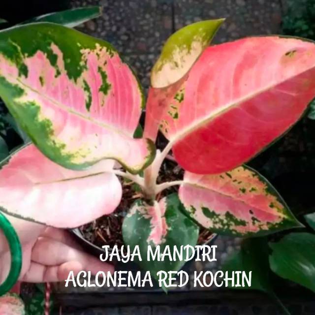 AGLONEMA RED KOCHIN HIBRID ASLI SUPER