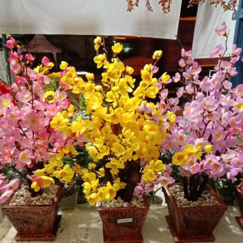 

bunga sakura