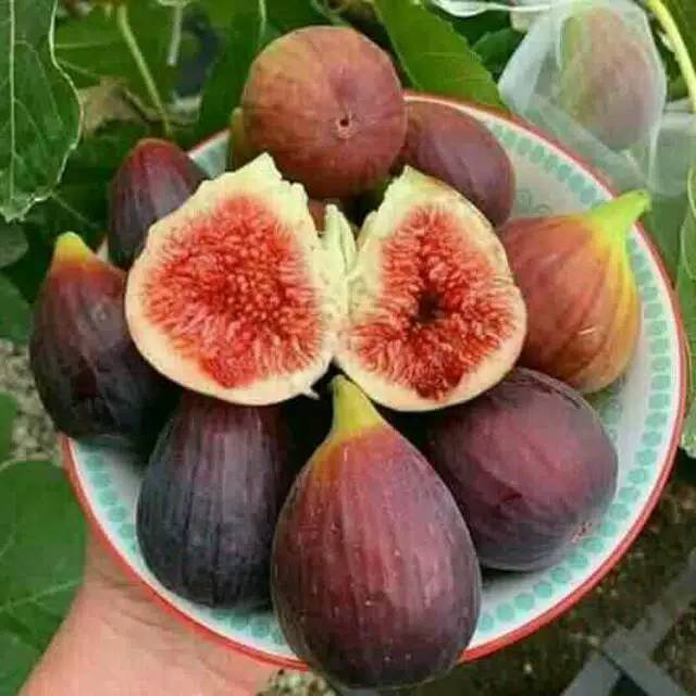 Buah tin Yordania segar 500gr (1/2kg)