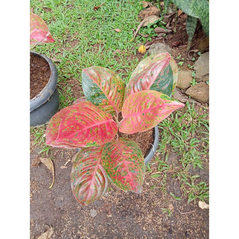 aglonema striptis mutasi jumbo daun cantik