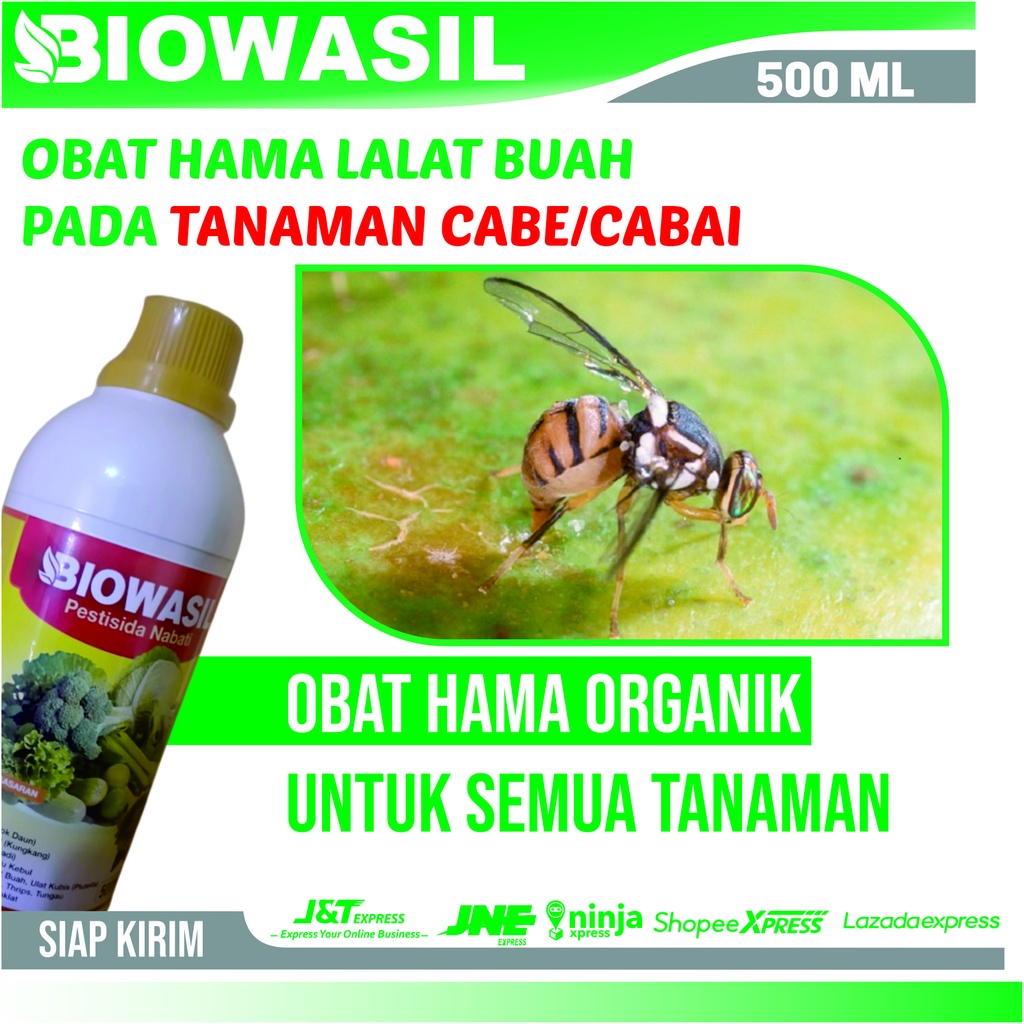 Obat hama lalat buah pada cabai BIOWASIL 500 ML Pestisida Nabati Anti Hama Lalat Buah Pada Cabe/Caba