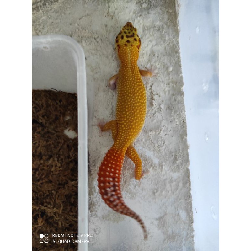 Gecko Harga Terbaik Agustus 2021 Shopee Indonesia