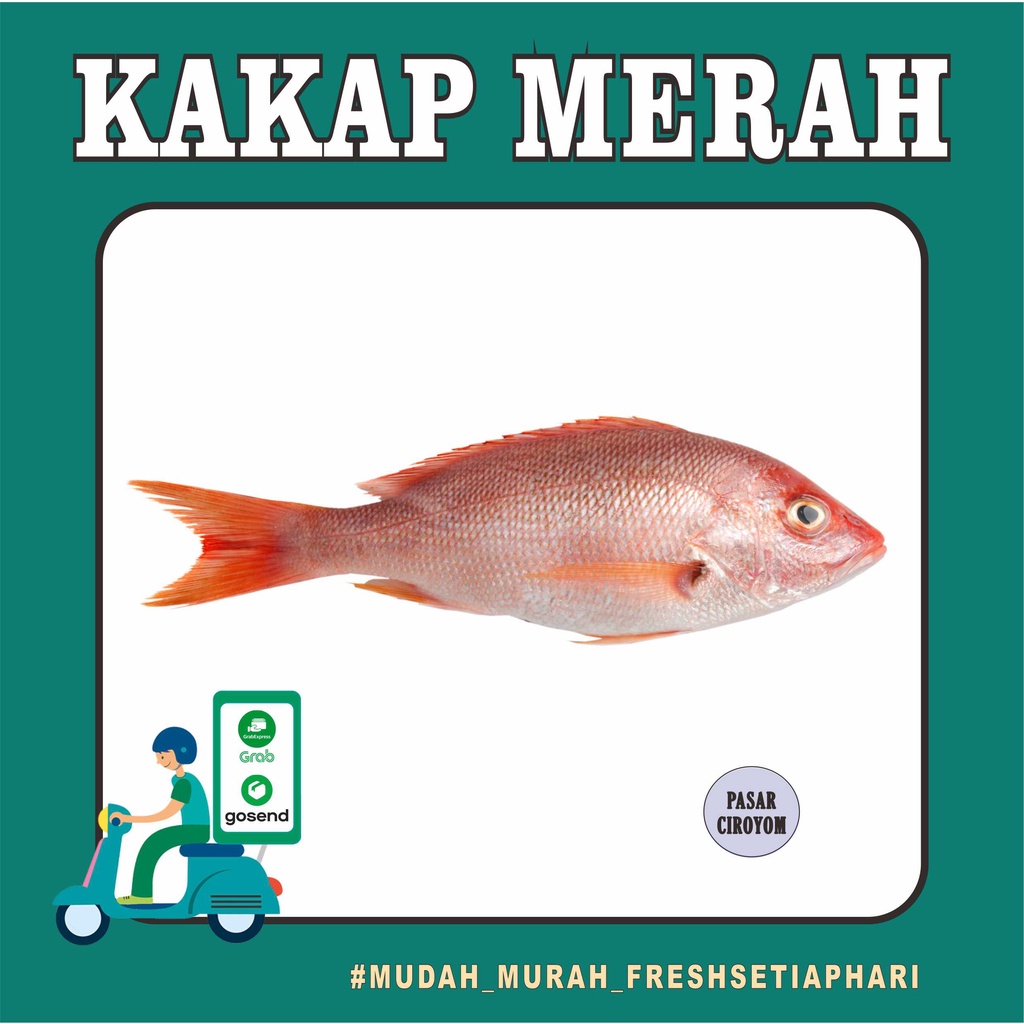 

IKAN KAKAP MERAH / KEPALA KAKAP MERAH FRESH MURAH BANDUNG / SEAFOOD