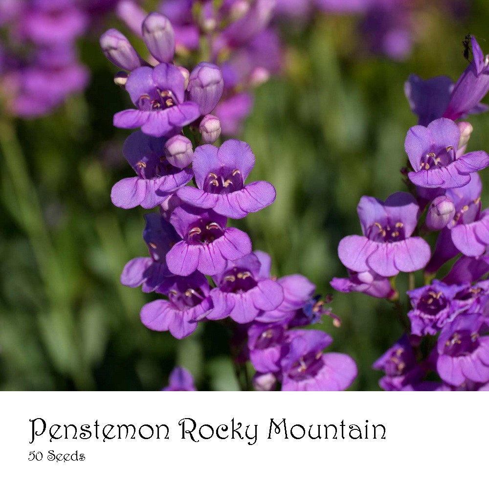 PlantaSeed - 50 Seeds - Penstemon Rocky Mountain Biji Bunga - PAS0208