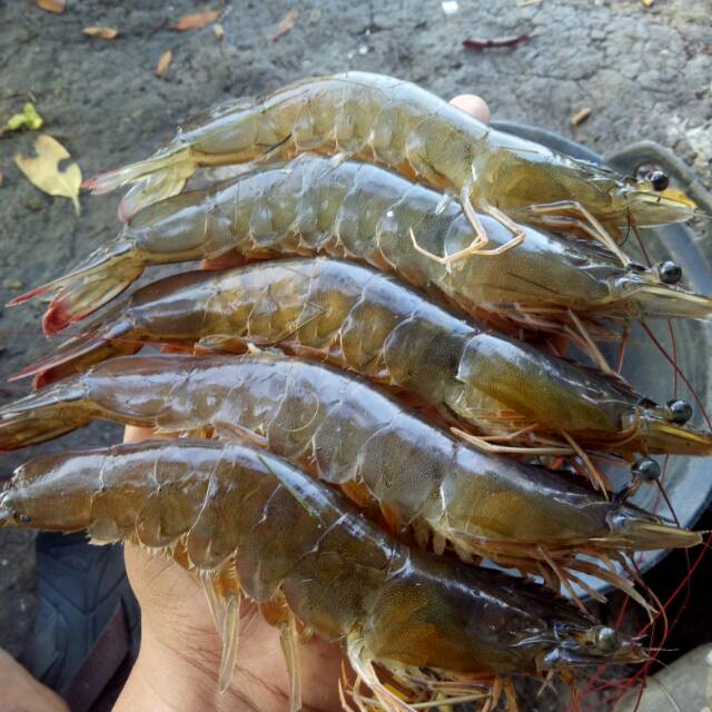 

Udang Vanamai dan Udang Windu All size