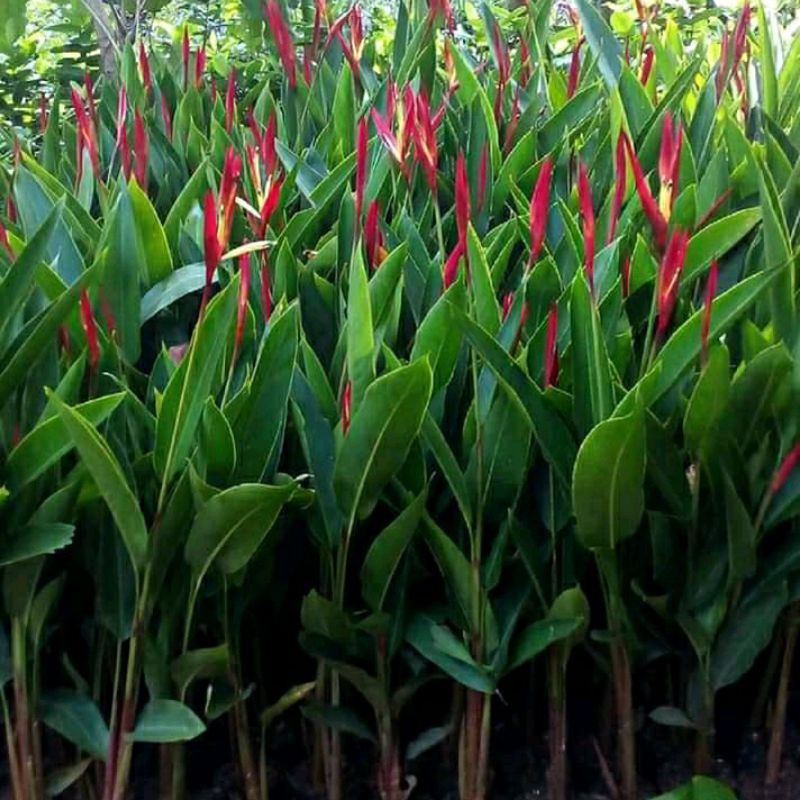 Tanaman hias pisang heliconia(pisang-pisangan)