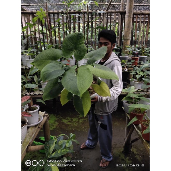 homalomena sp varigata