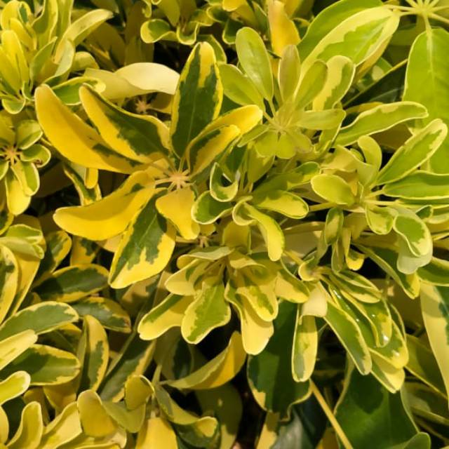 Wali Songo Variegata