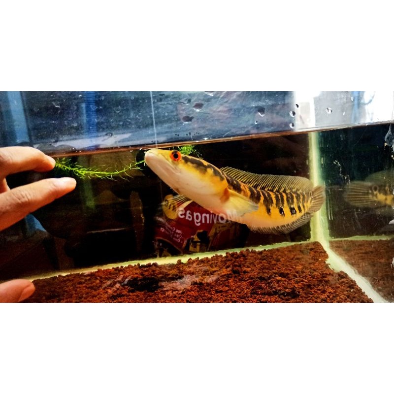 yellow sentarum 20-22cm/yellow maruliodes/free packing/free sticker channa