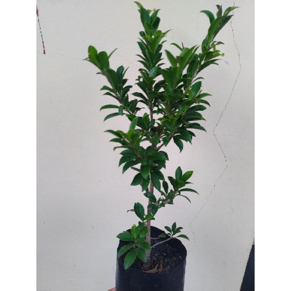 Jual Bahan Bonsai Ficus Elegan atau Beringin Elegan atau Bringin Elegan