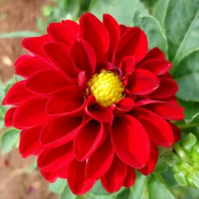 Bibit Tanaman Hias Bunga Dahlia Merah