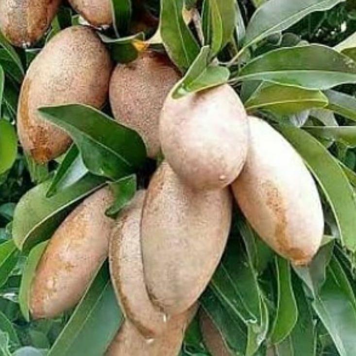 Sudah READY.. Bibit Tanaman Buah Sawo Mentimun Sudah Berbuah-Bibit Tanaman Buah Sawo Mentimun Okulas