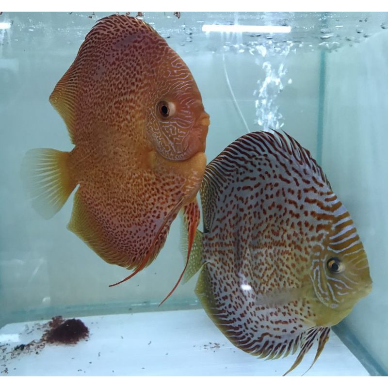 Anak Ikan Discus Lss