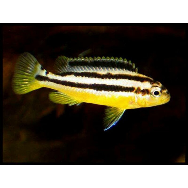 ikan cichilid niasa 3 cm.