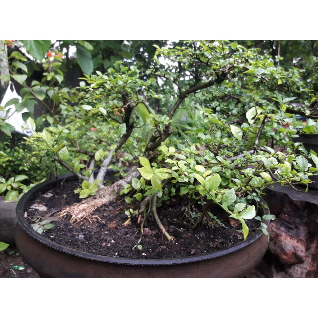 

TanamanBonsai