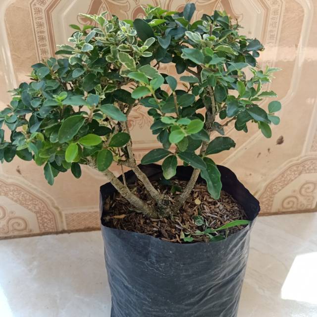 Bonsai mini legistrum hijau - bonsai mame