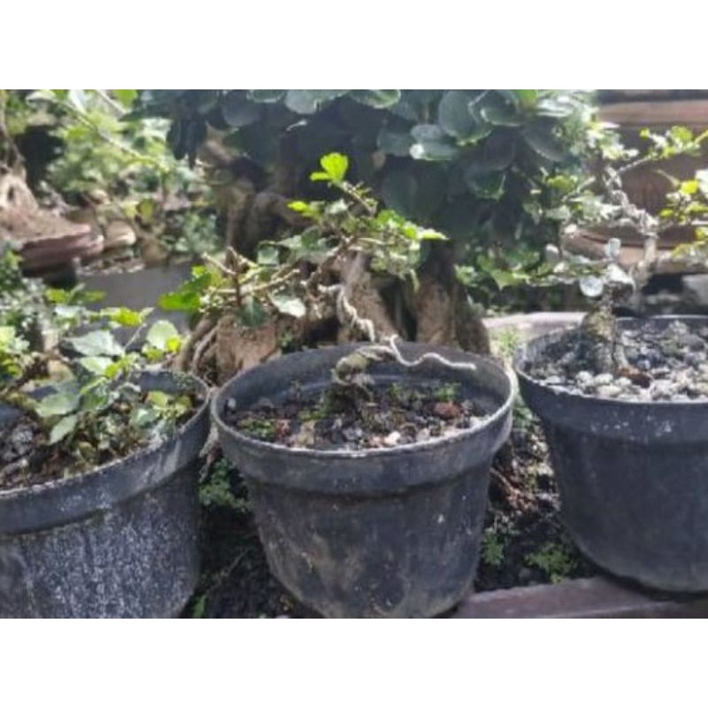 bahan bonsai serut mame / bonsai serut mini