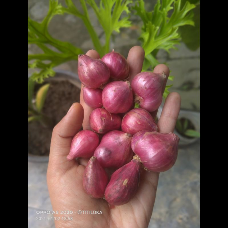 

Bawang Merah