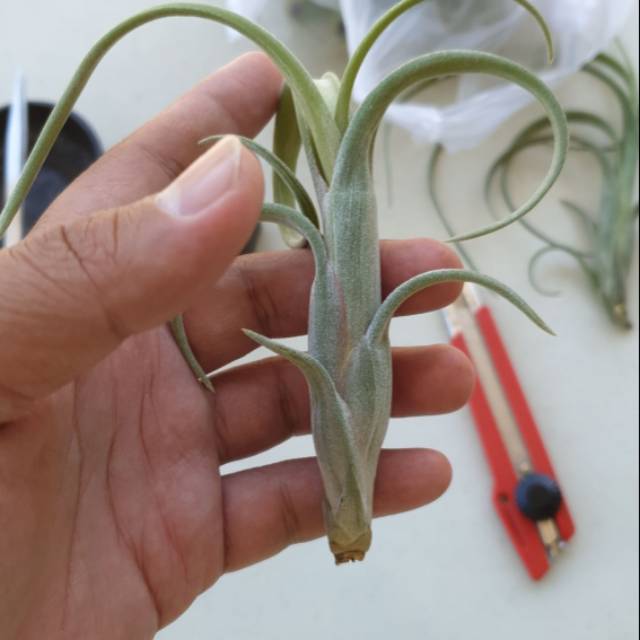 Tillandsia intermedia