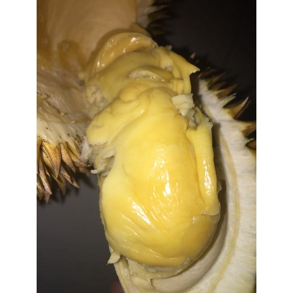 

durian lokal matang pohon