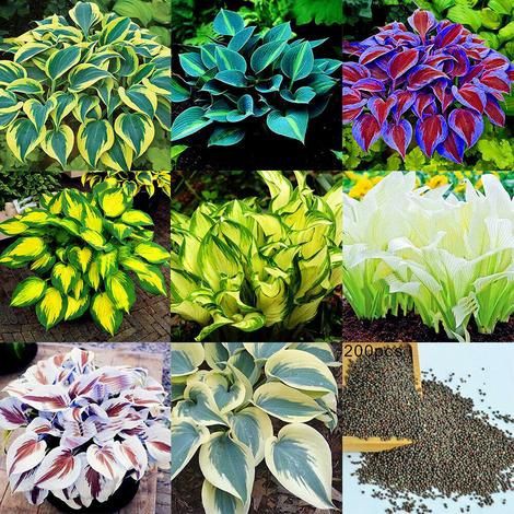 Jual Bibit Benih Biji Hosta Fragrant Plaintain Fire And Ice Mix