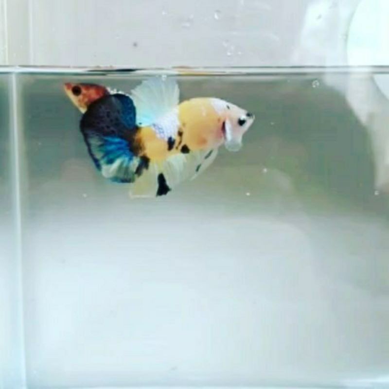 CUPANG YELLOW FANCY TOP GRADE